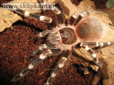 Acanthoscurria-geniculata