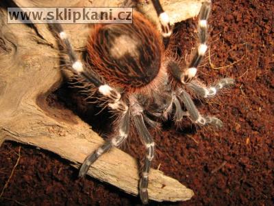 Acanthoscurria_geniculata