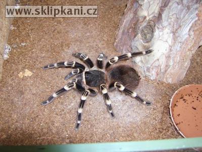 Acanthoscurria_geniculata