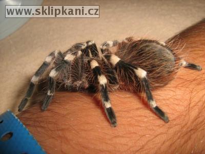 Acanthoscurria-geniculata