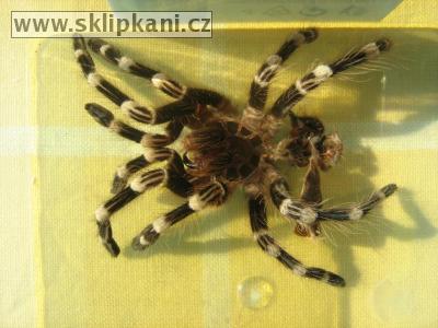 Acanthoscurria-geniculata