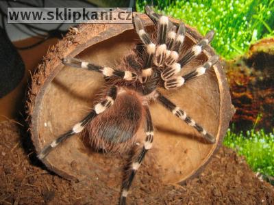 Acanthoscurria-geniculata