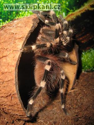 Acanthoscurria-geniculata