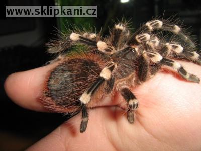 Acanthoscurria_geniculata