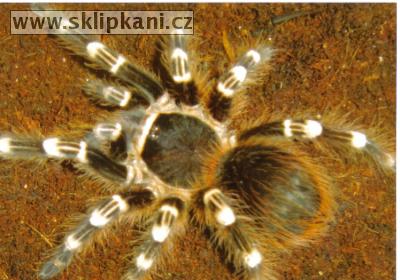 Acanthoscurria-geniculata