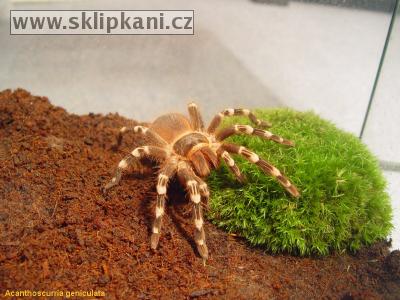 Acanthoscurria_geniculata