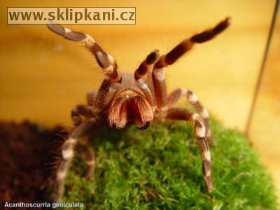 Acanthoscurria-geniculata