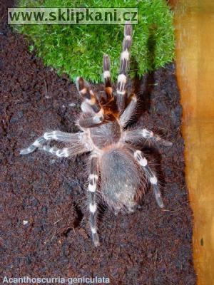 Acanthoscurria-geniculata