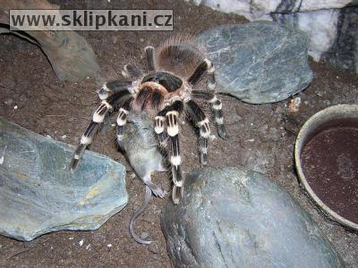 Acanthoscurria-geniculata