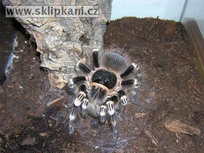 Acanthoscurria-geniculata