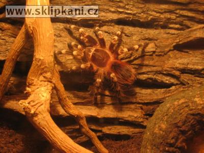 Acanthoscurria-geniculata