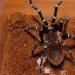 Acanthoscurria geniculata