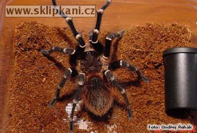 Acanthoscurria_geniculata