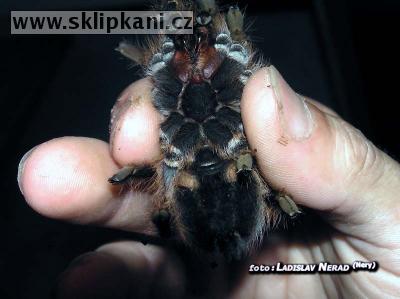 Acanthoscurria_insubtilis