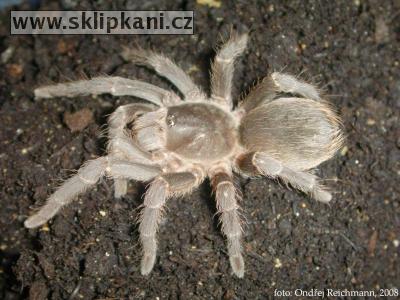 Acanthoscurria-insubtilis