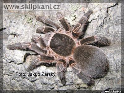 Acanthoscurria-insubtilis