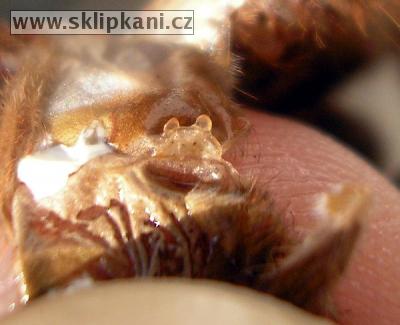 Acanthoscurria-juruenicola