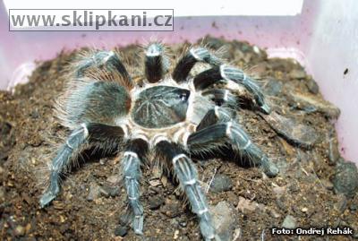 Acanthoscurria-juruenicola