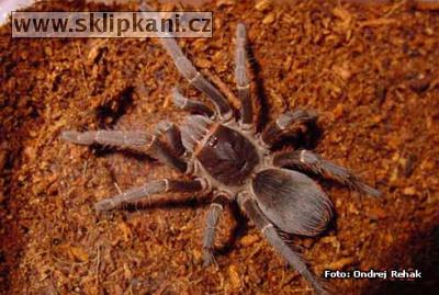 Acanthoscurria-musculosa