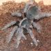 Acanthoscurria natalensis