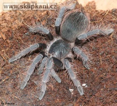 Acanthoscurria-natalensis