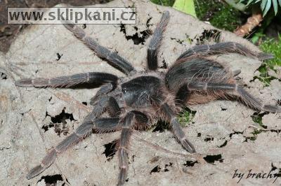 Acanthoscurria-natalensis