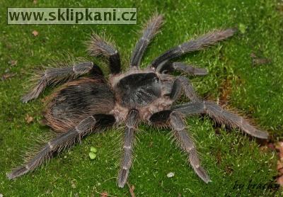 Acanthoscurria_natalensis