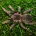 Acanthoscurria natalensis