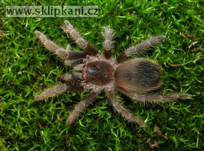 Acanthoscurria-natalensis