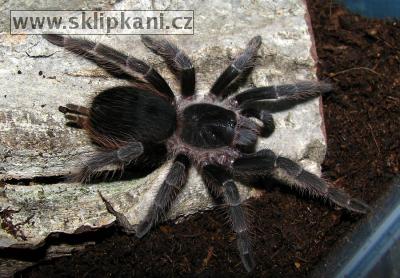 Acanthoscurria_natalensis