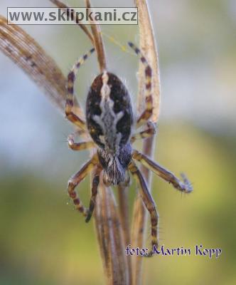 Aculepeira-ceropegia