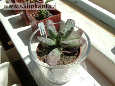 Adromischus-cooperi