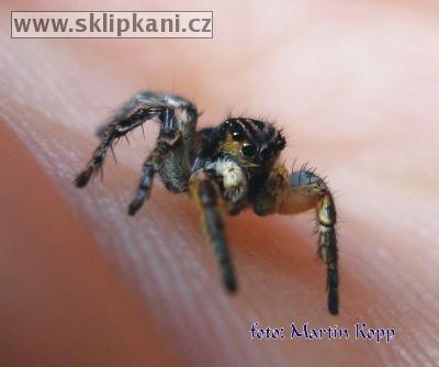 Araneae_Salticidae