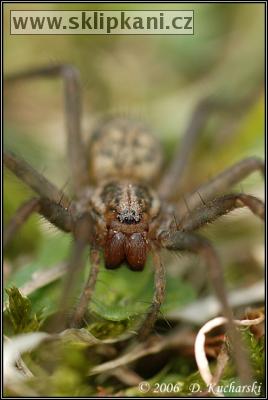 Tegenaria_atrica