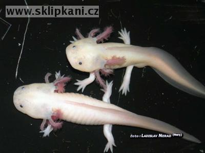 Ambystoma_mexicanum