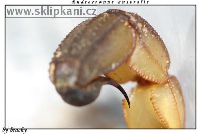 Androctonus-australis