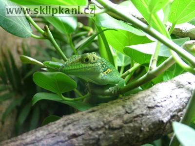 Anolis-luteogularis