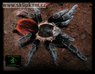 Aphonopelma_anax