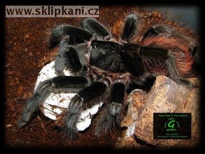 Aphonopelma_anax