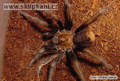 Aphonopelma_bicoloratum