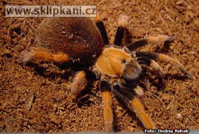 Aphonopelma_bicoloratum