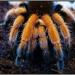 Aphonopelma bicoloratum