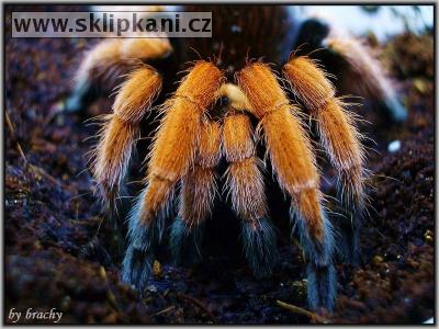 Aphonopelma-bicoloratum