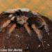 Aphonopelma bicoloratum