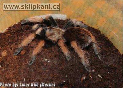 Aphonopelma-bicoloratum