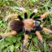 Aphonopelma bicoloratum