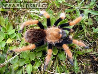 Aphonopelma_bicoloratum