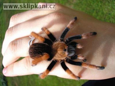 Aphonopelma-bicoloratum