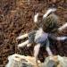 Aphonopelma bicoloratum