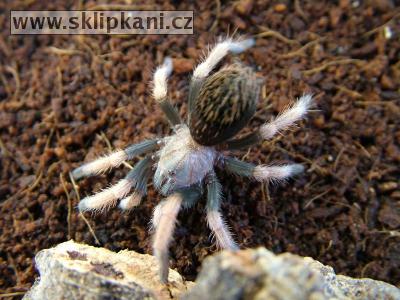 Aphonopelma_bicoloratum